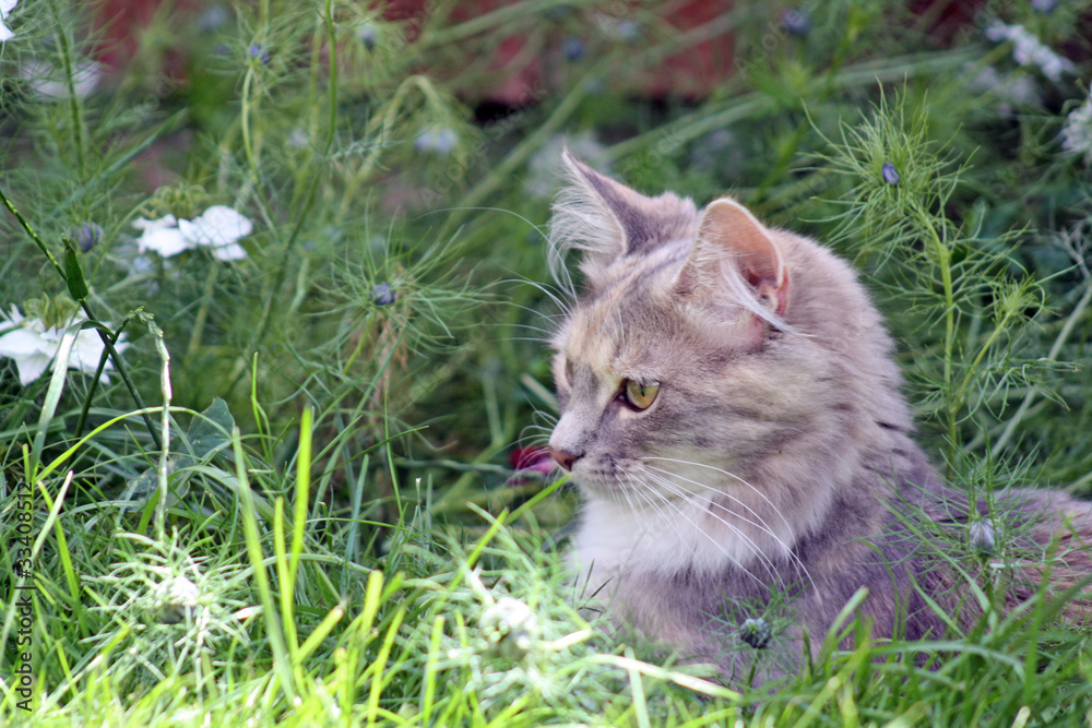 kitten in the garden
