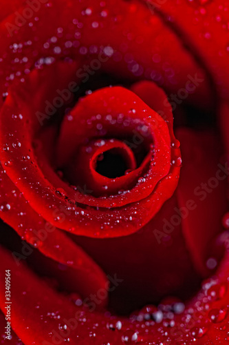 Red rose close-up in water drops