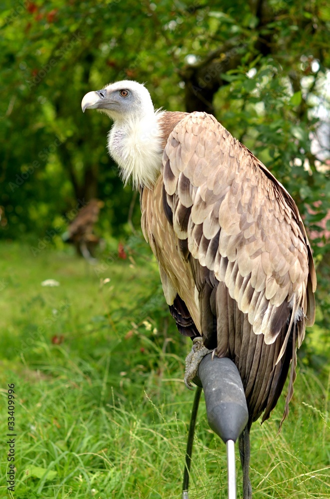 condor condor