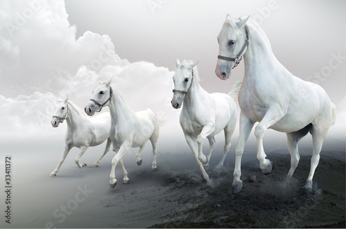 Four white horses © Mrkvica