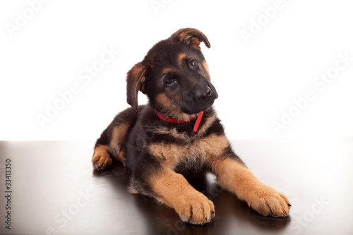 German Shepherd dog