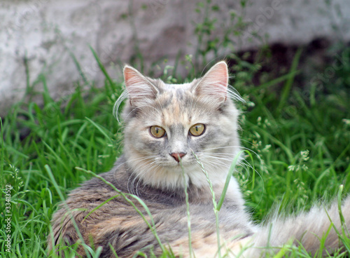 pretty kitten © lizascotty