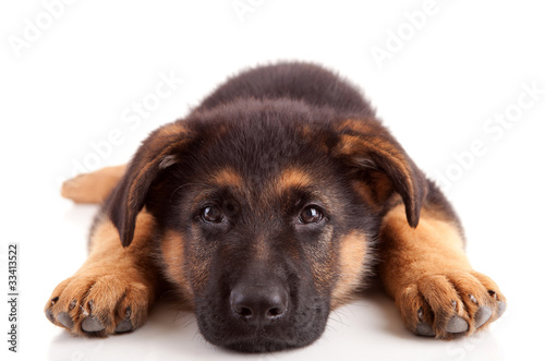 Obraz na plátně German Shepherd dog