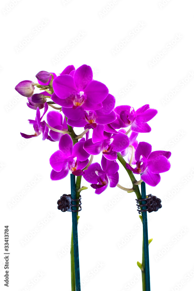 Isolated Purple Orchid Isolated Purple Orchid