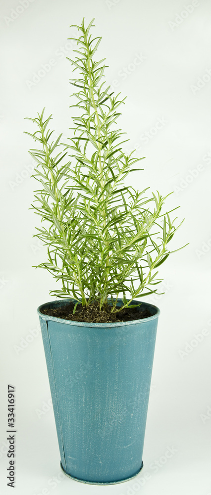 Rosemary Rosemary