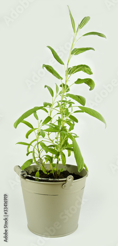 Salvia in a pot