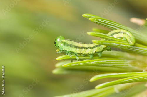 Gilpinia virens photo
