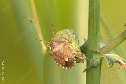 Holcostethus strictus photo