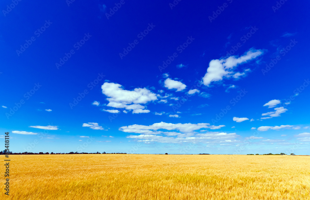 Wheat meadow under a summer blue sky Wheat meadow under a summer blue sky