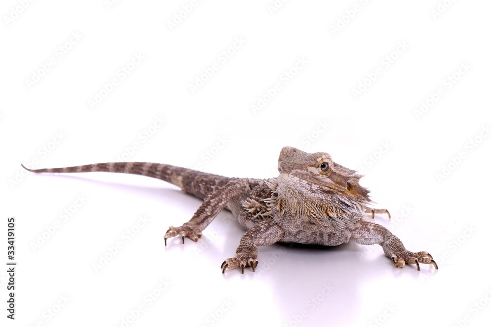 Naklejka premium Reptilie Bartagame frontal
