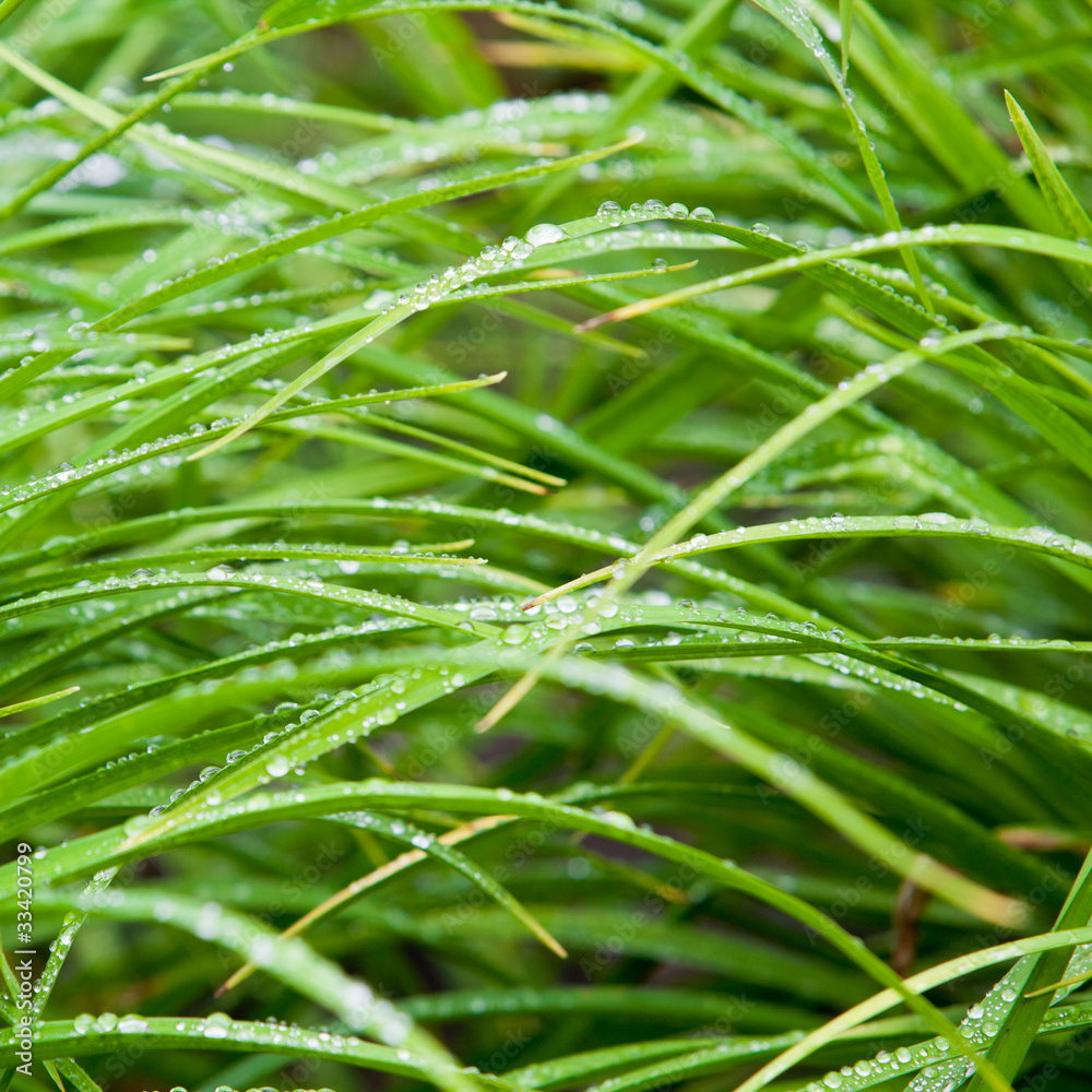 Fresh grass with dew drops close up Fresh grass with dew drops close up