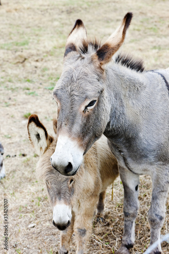 donkeys, Navarre, Spain