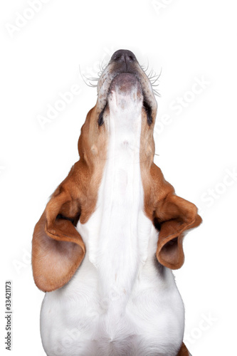 A nice image of a Bassett Hound howling.