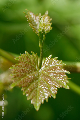 new vine leaf on green background