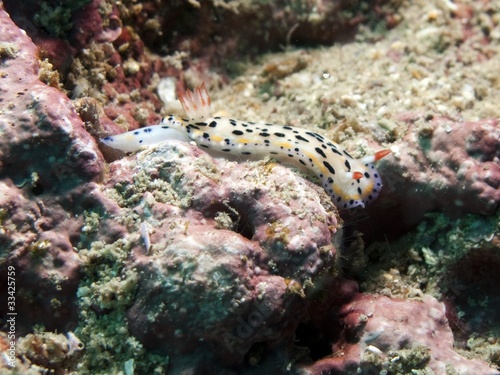 Nudibranch - Hypselodoris sagamiensis