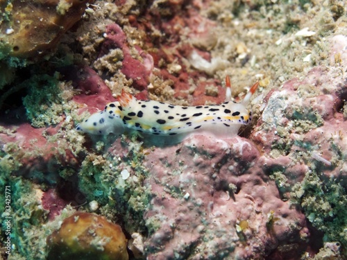 Nudibranch - Hypselodoris sagamiensis