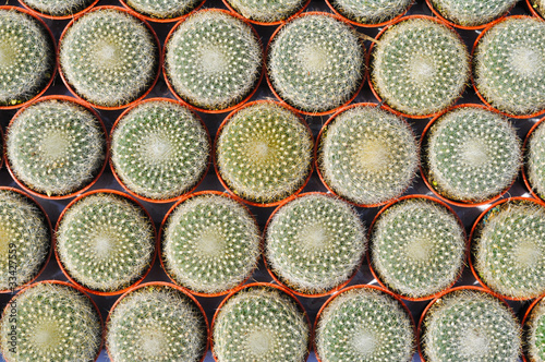 Cactus Pattern Background