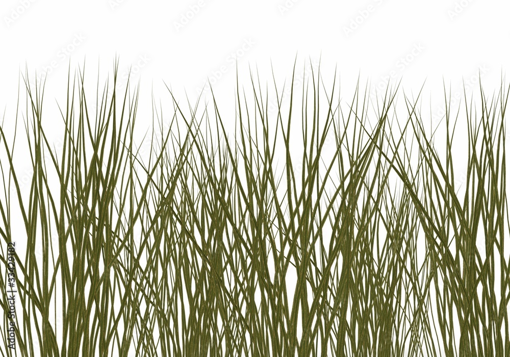 blades of grass blades of grass