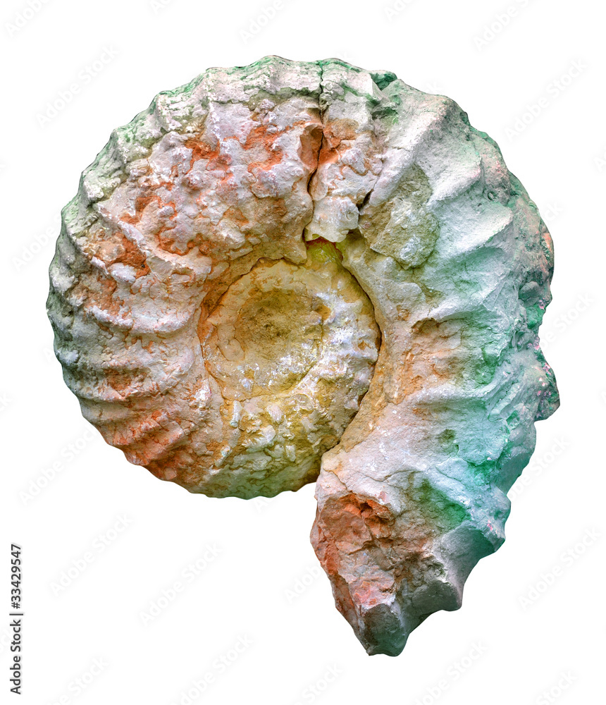 Ammonite, Jurassic ammonite, fossilized shell Ammonite, Jurassic ammonite, fossilized shell