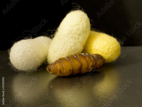 three chrysalis silkworm cocoons and black background