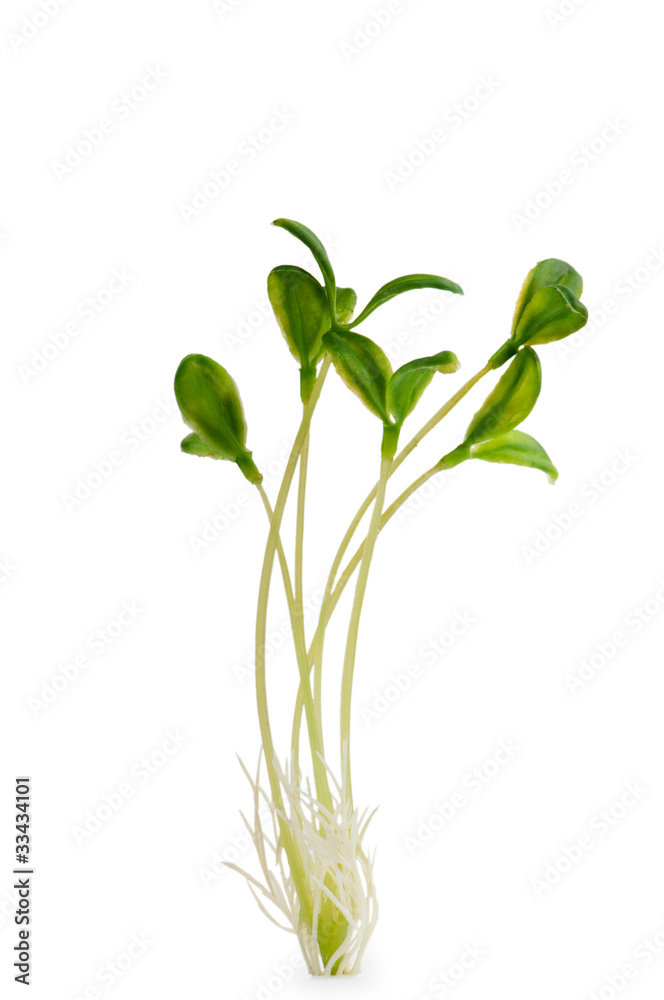 Naklejka premium Nature concept - Seedlings on white