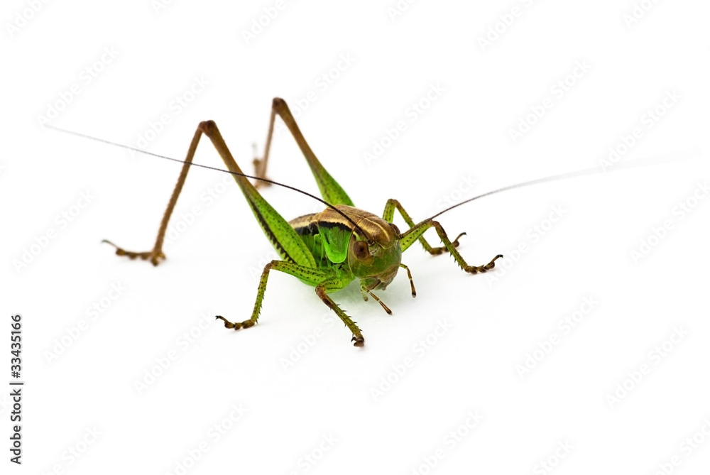 Grasshopper Grasshopper