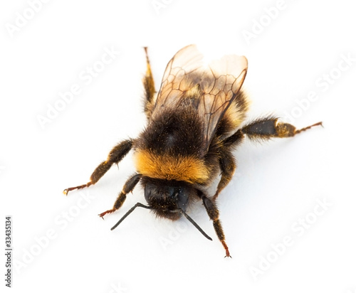 Bumblebee