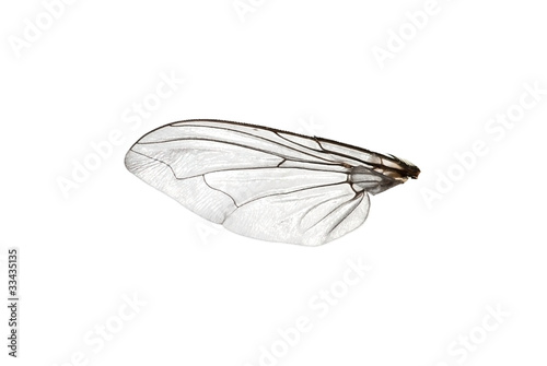 Fly wing