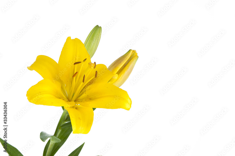 Fototapeta premium lily