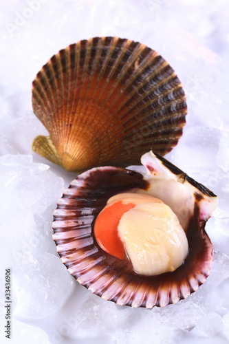 Raw queen scallop (lat. Aequipecten opercularis) on ice photo