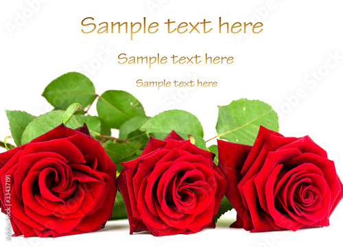 Beautiful red roses close up over white background