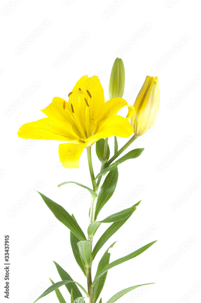 lily