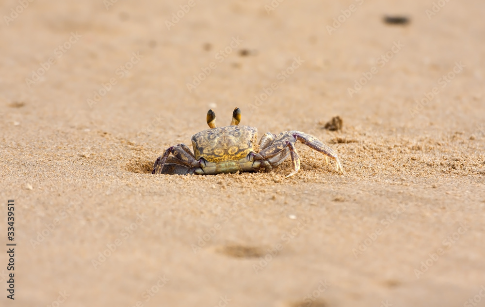 Crab peeping out of hole in sand on beach closeup focus sunlight