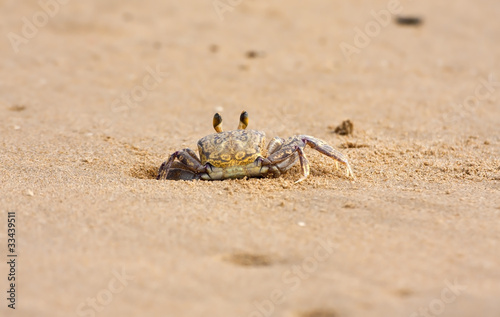 Crab peeping out of hole in sand on beach closeup focus sunlight
