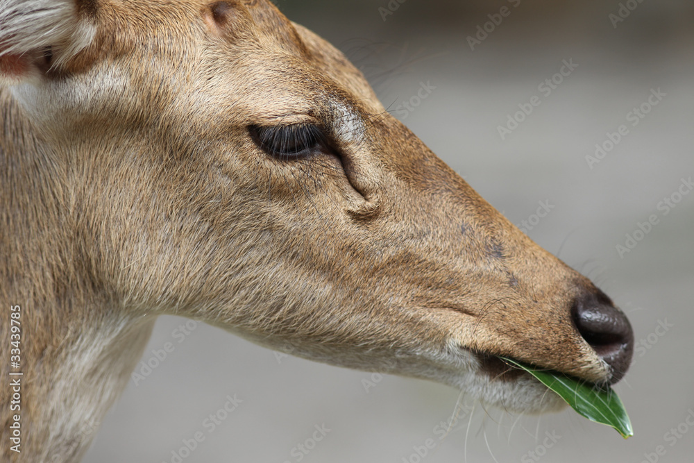 Fototapeta premium Deer eating the leaves.