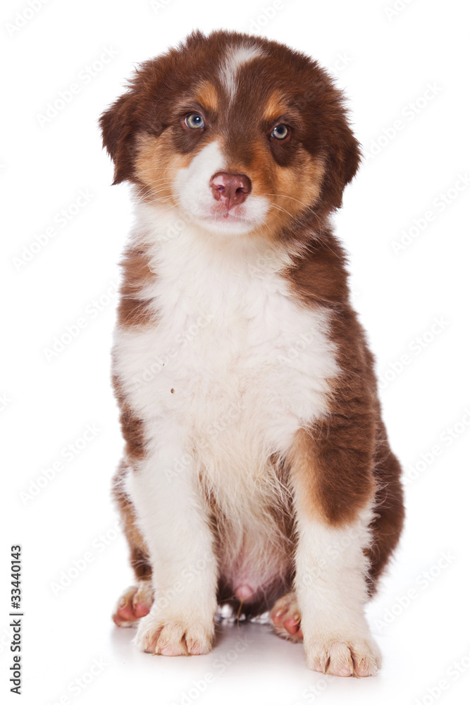 Australian Shepherd dog on white