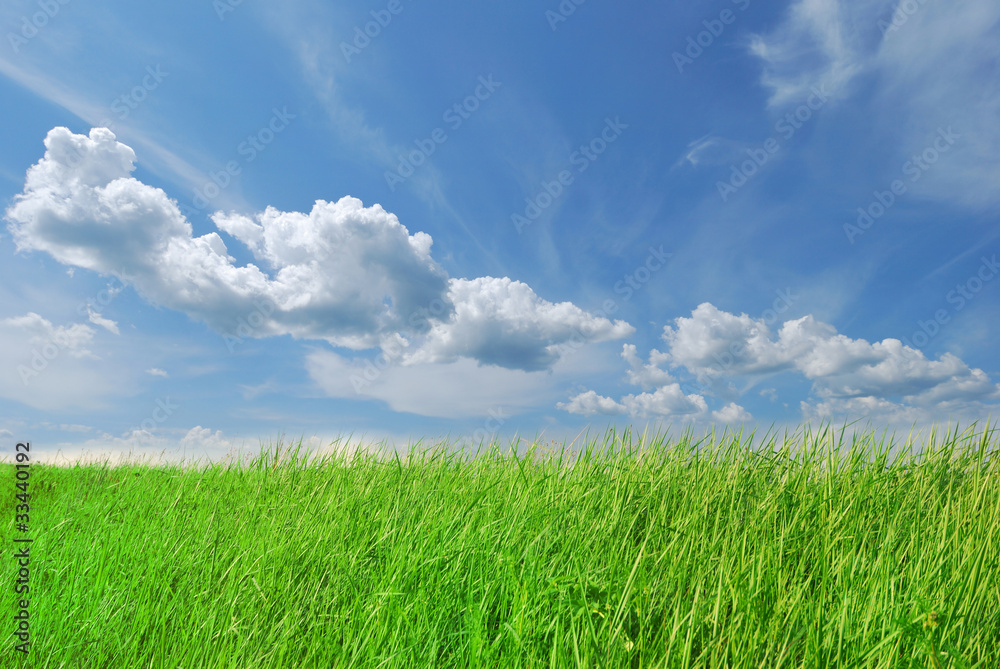 Spring green grass on blue sky Spring green grass on blue sky