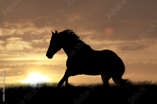 horse in sunset