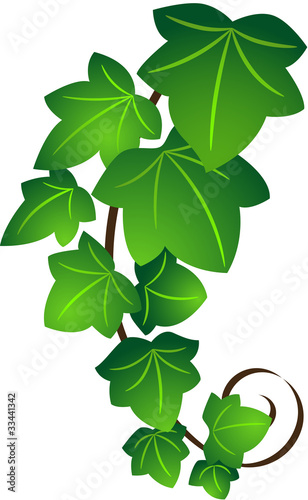 Ivy twig