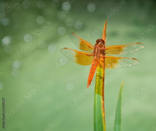 A Close Up of a Red Dragonfly