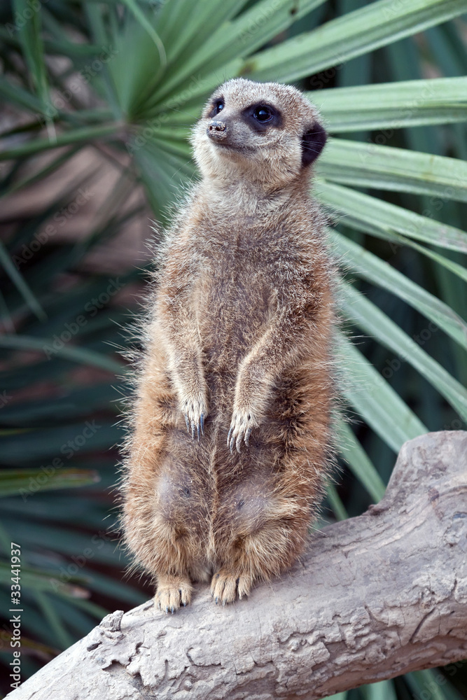 Fototapeta premium Suricata Meerkat