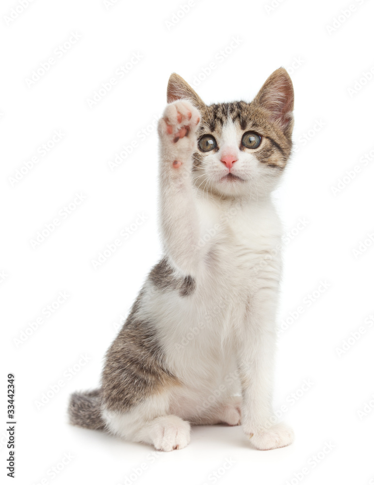 Cute kitten give high five - isolated on white background.
