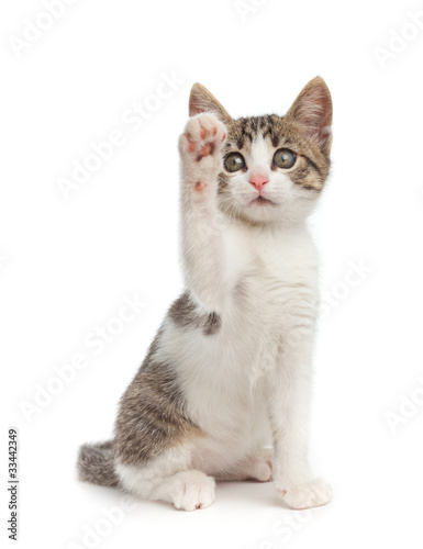 Cute kitten give high five - isolated on white background.