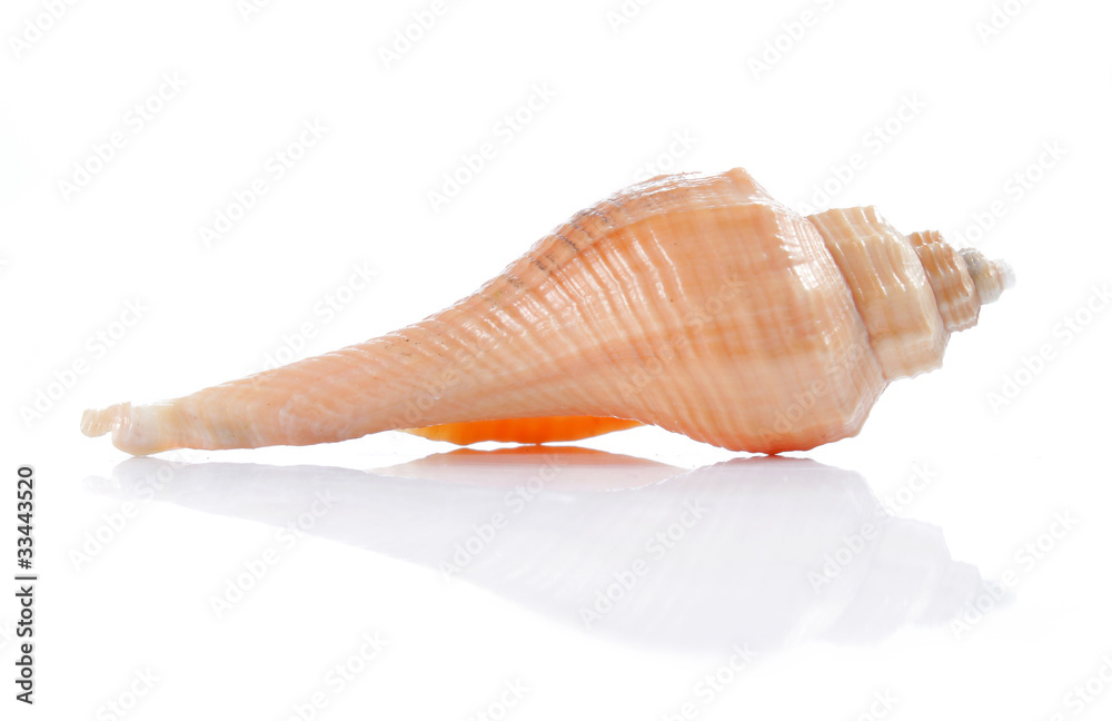 seashell