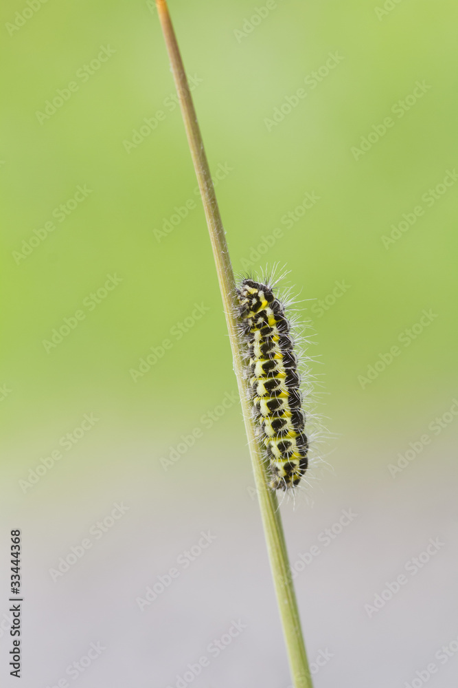 5-spot Burnet Caterpillar