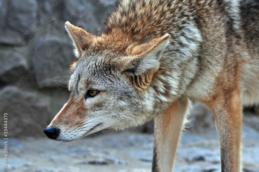 Obraz premium Coyote