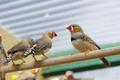birds in a cage