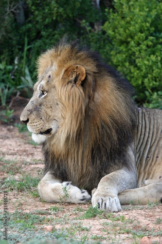 Lion Profile