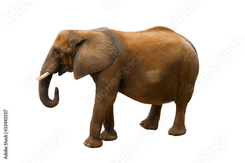 Elefante sobre fondo blanco