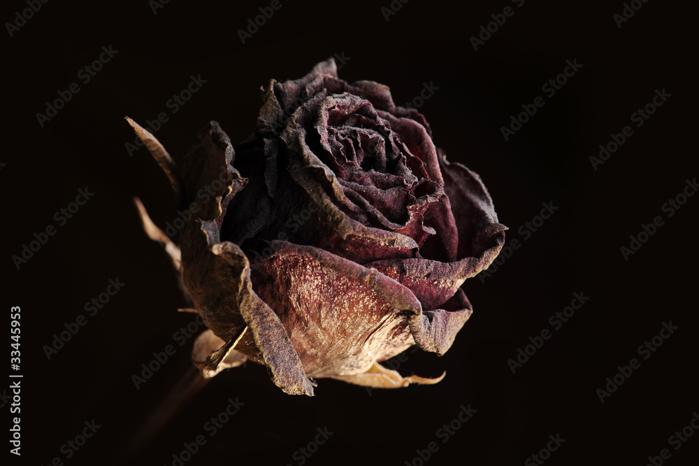 Fototapeta premium Preserved Rose